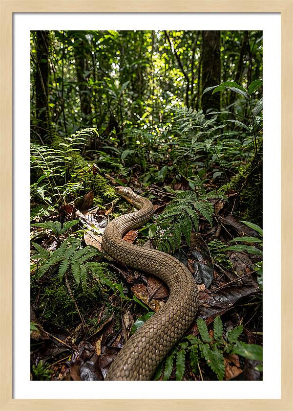 Asian Cobra In Its Habitat