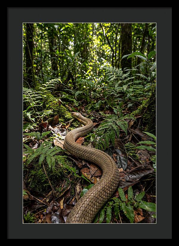 Asian Cobra In Its Habitat