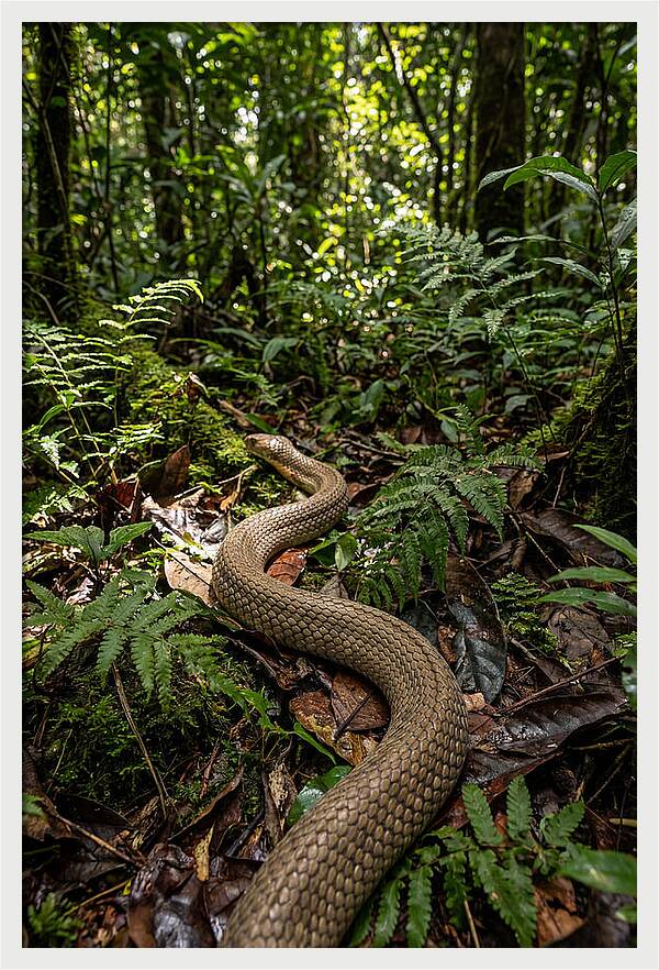 Asian Cobra In Its Habitat