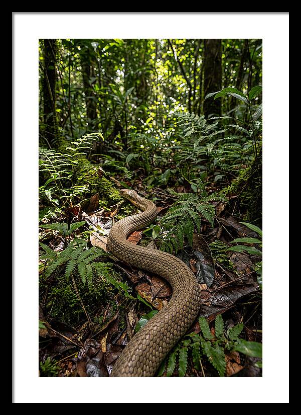 Asian Cobra In Its Habitat