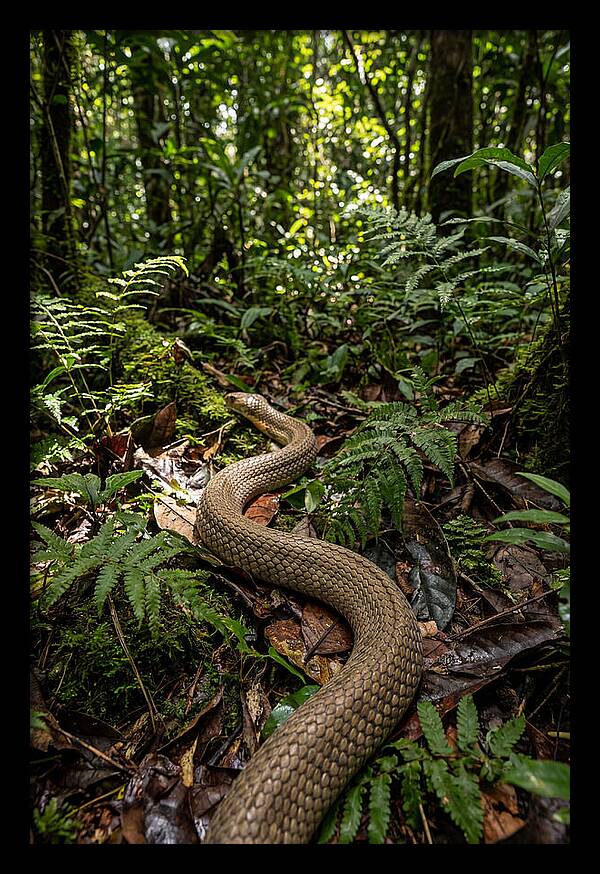 Asian Cobra In Its Habitat