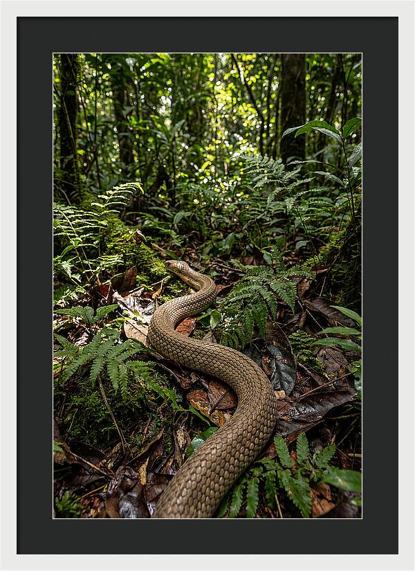 Asian Cobra In Its Habitat