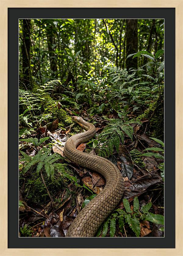 Asian Cobra In Its Habitat