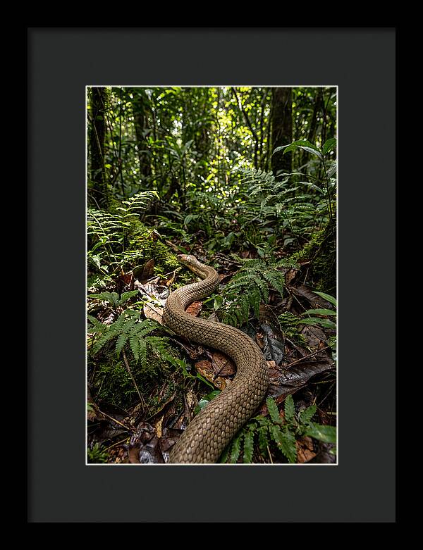 Asian Cobra In Its Habitat