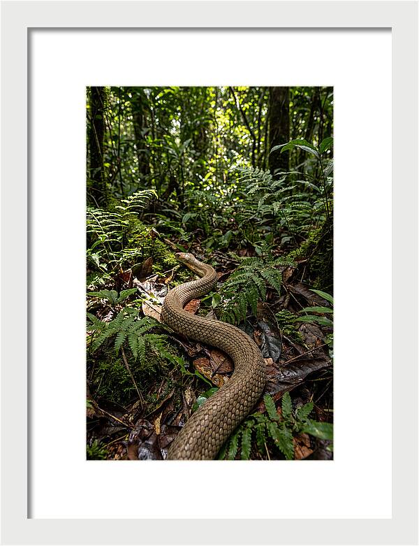 Asian Cobra In Its Habitat