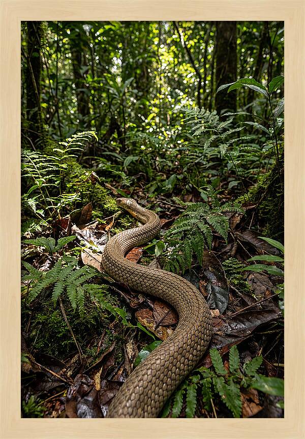 Asian Cobra In Its Habitat