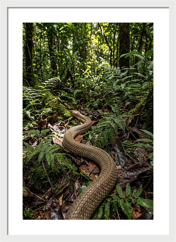Asian Cobra In Its Habitat