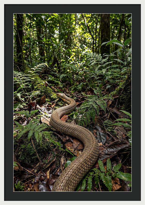 Asian Cobra In Its Habitat