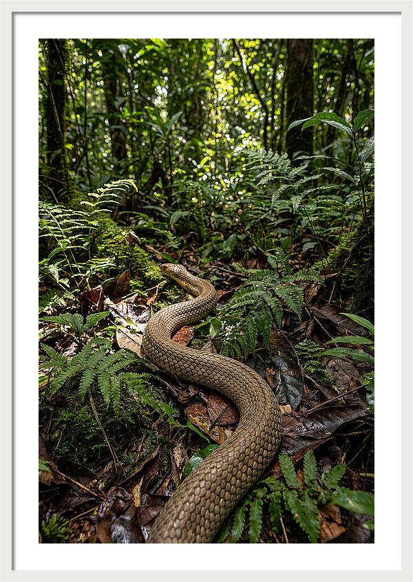 Asian Cobra In Its Habitat