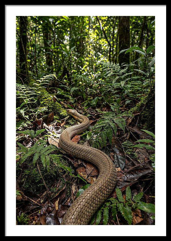 Asian Cobra In Its Habitat
