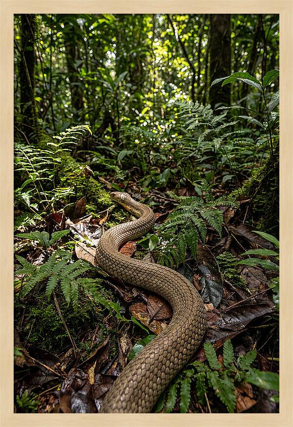 Asian Cobra In Its Habitat