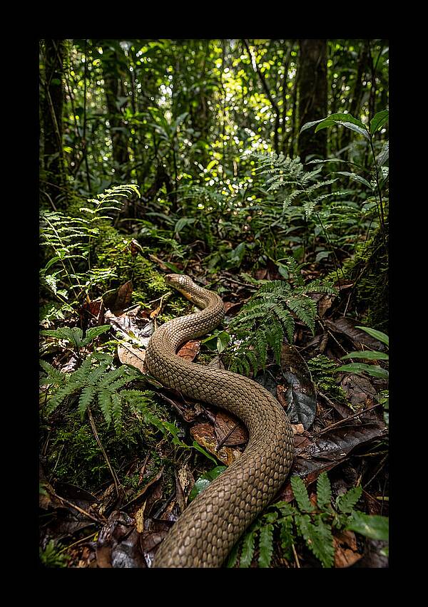 Asian Cobra In Its Habitat