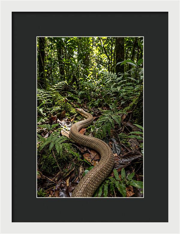 Asian Cobra In Its Habitat