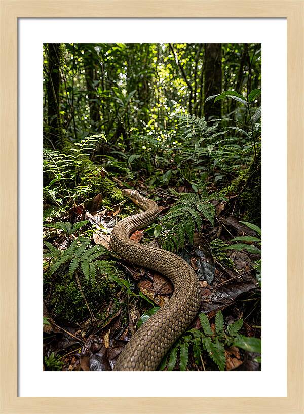 Asian Cobra In Its Habitat