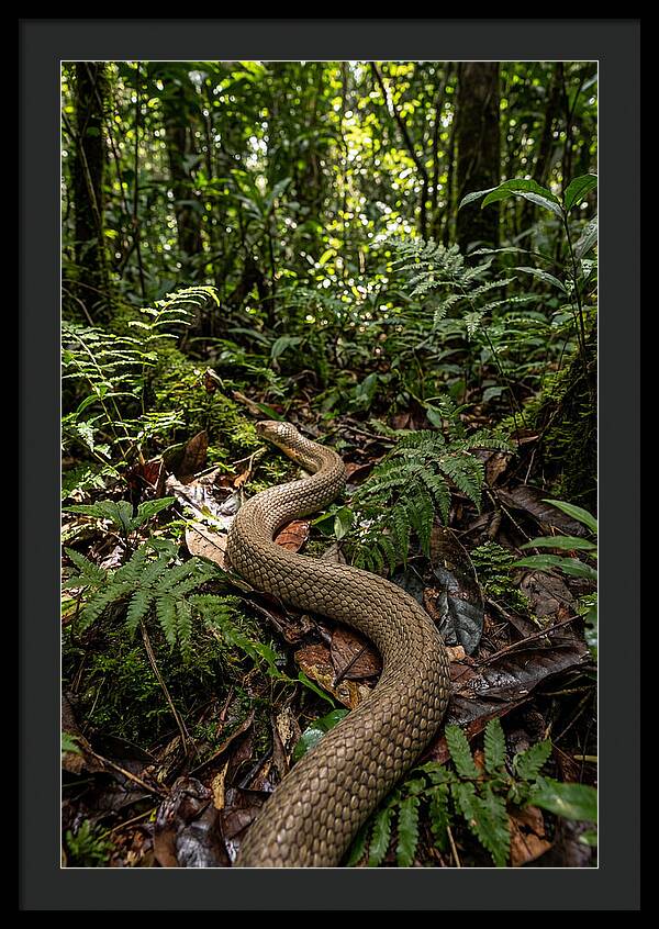 Asian Cobra In Its Habitat