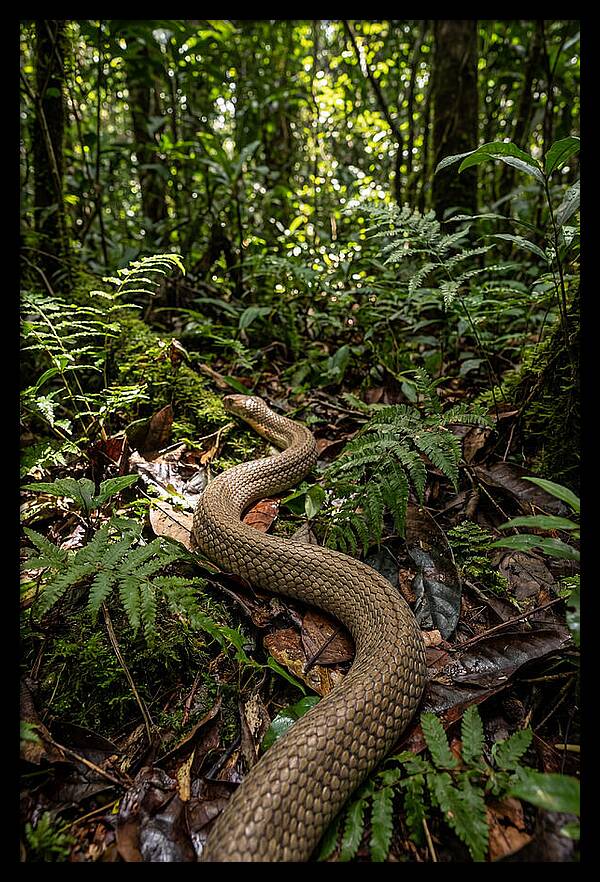 Asian Cobra In Its Habitat