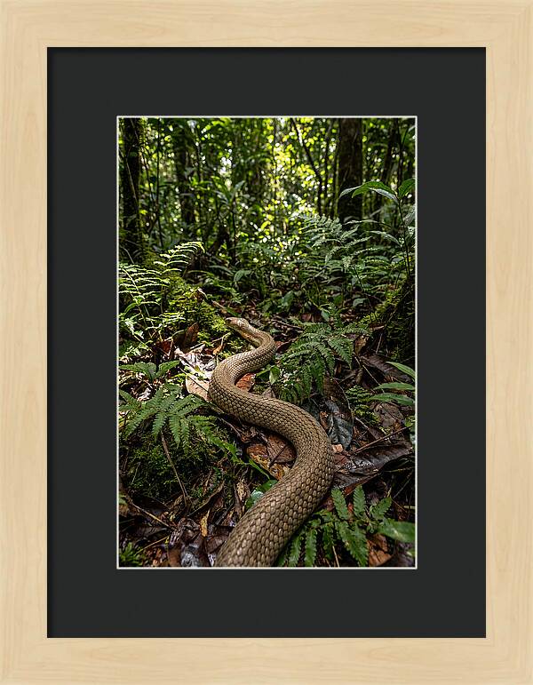 Asian Cobra In Its Habitat