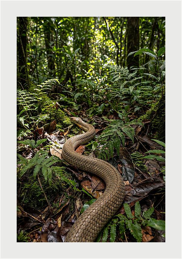Asian Cobra In Its Habitat