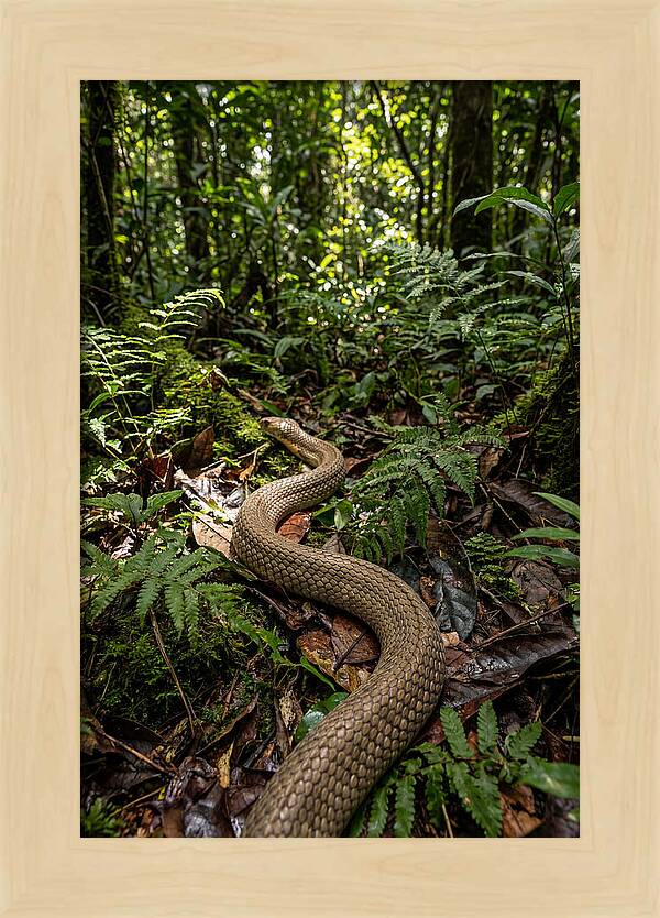 Asian Cobra In Its Habitat