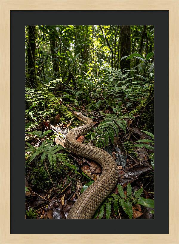 Asian Cobra In Its Habitat