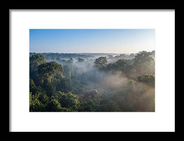Asian Elephant In Misty Habitat