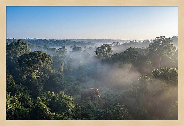 Asian Elephant In Misty Habitat