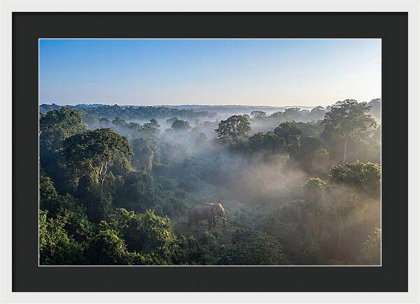 Asian Elephant In Misty Habitat