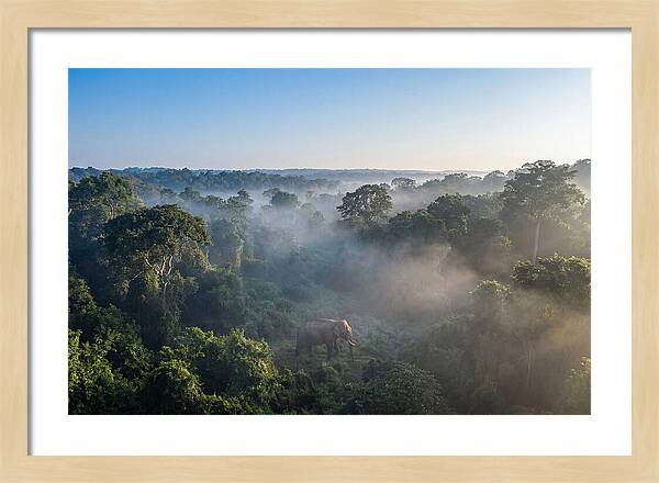 Asian Elephant In Misty Habitat