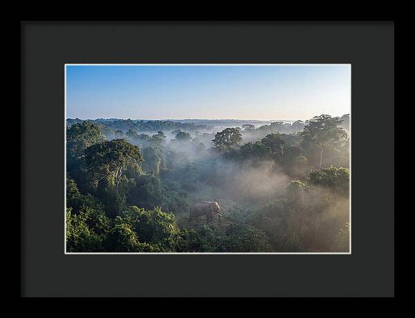 Asian Elephant In Misty Habitat