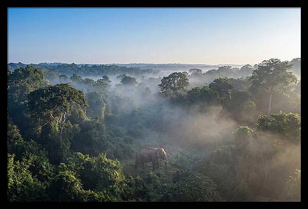 Asian Elephant In Misty Habitat