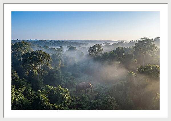 Asian Elephant In Misty Habitat