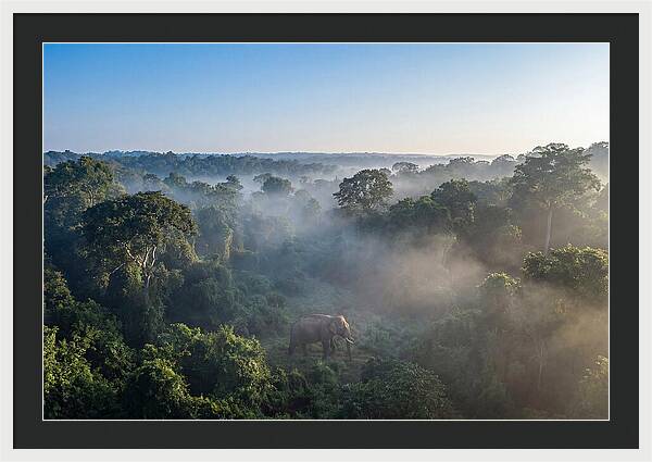 Asian Elephant In Misty Habitat