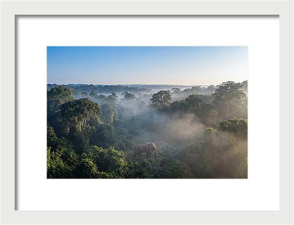 Asian Elephant In Misty Habitat