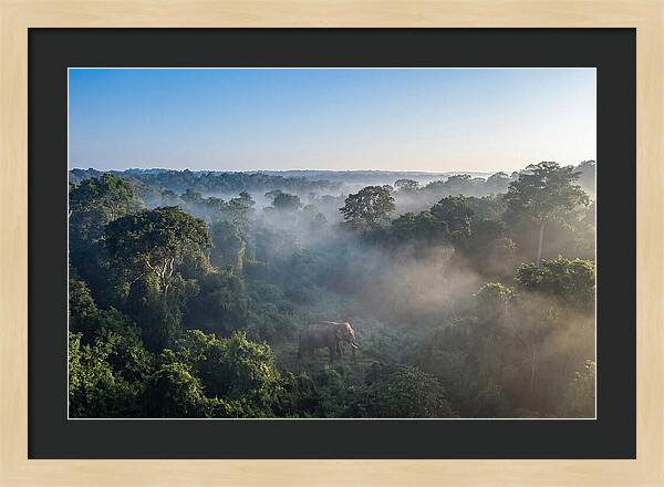 Asian Elephant In Misty Habitat