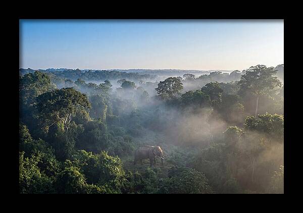 Asian Elephant In Misty Habitat