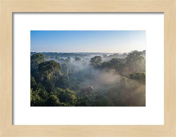 Asian Elephant In Misty Habitat