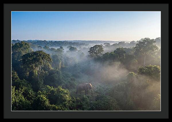 Asian Elephant In Misty Habitat
