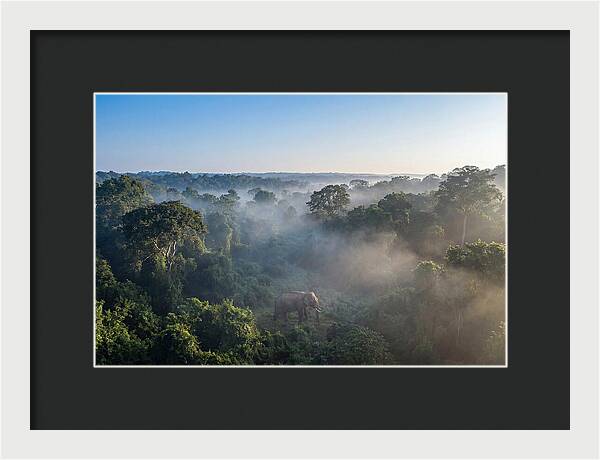 Asian Elephant In Misty Habitat