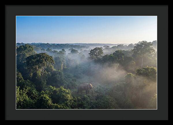 Asian Elephant In Misty Habitat