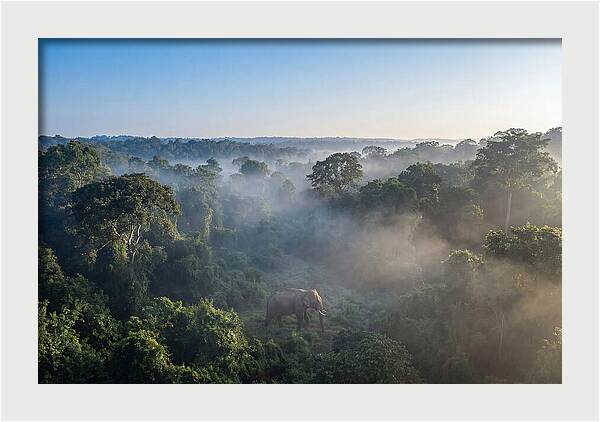 Asian Elephant In Misty Habitat