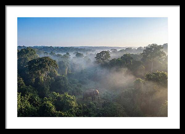 Asian Elephant In Misty Habitat