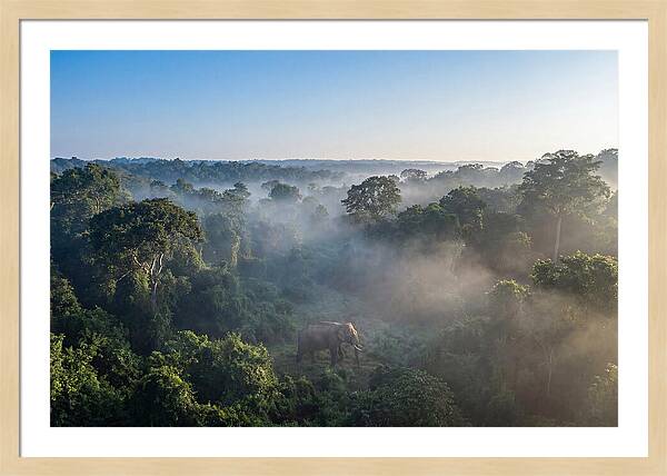 Asian Elephant In Misty Habitat