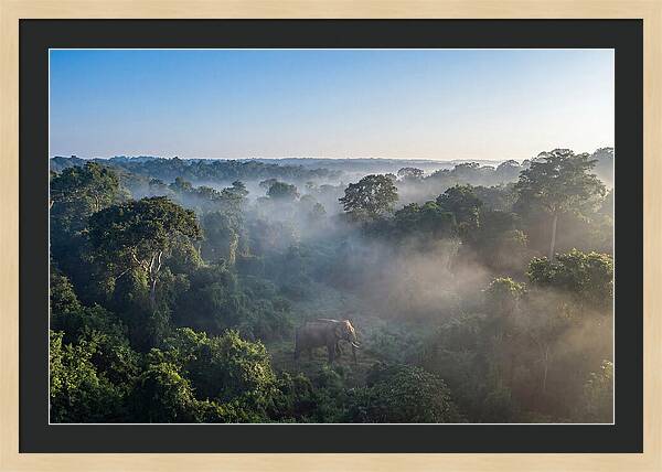 Asian Elephant In Misty Habitat