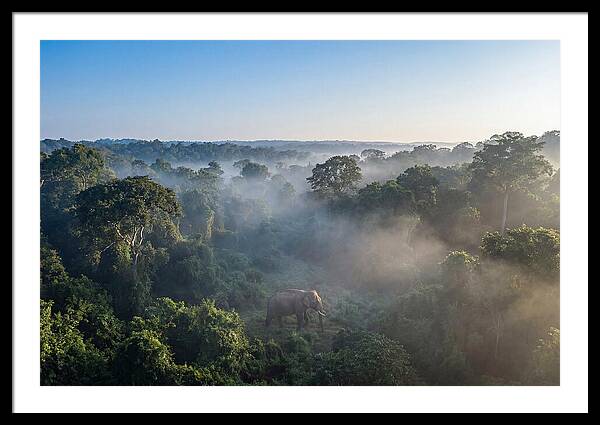 Asian Elephant In Misty Habitat