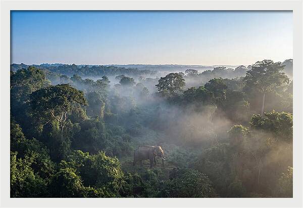 Asian Elephant In Misty Habitat