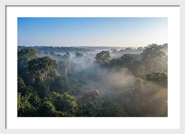 Asian Elephant In Misty Habitat