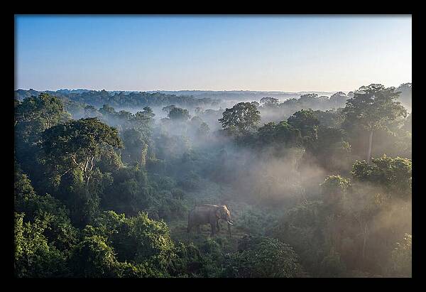 Asian Elephant In Misty Habitat