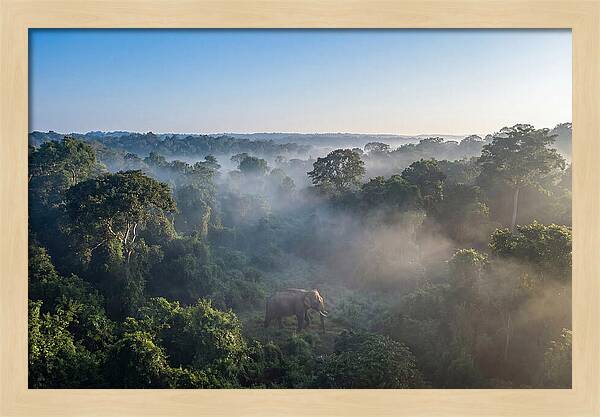 Asian Elephant In Misty Habitat