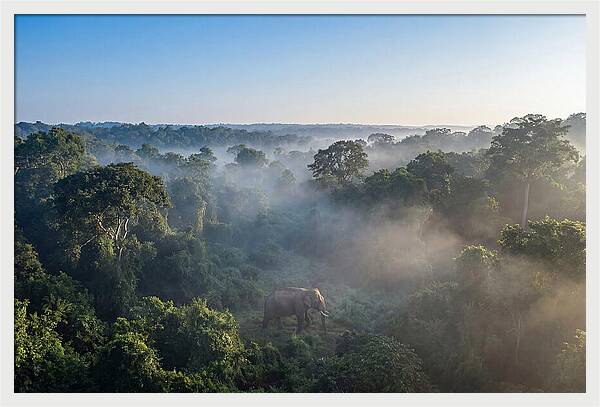 Asian Elephant In Misty Habitat