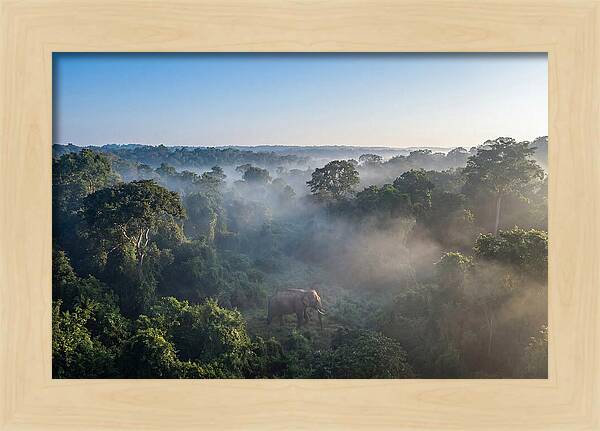 Asian Elephant In Misty Habitat